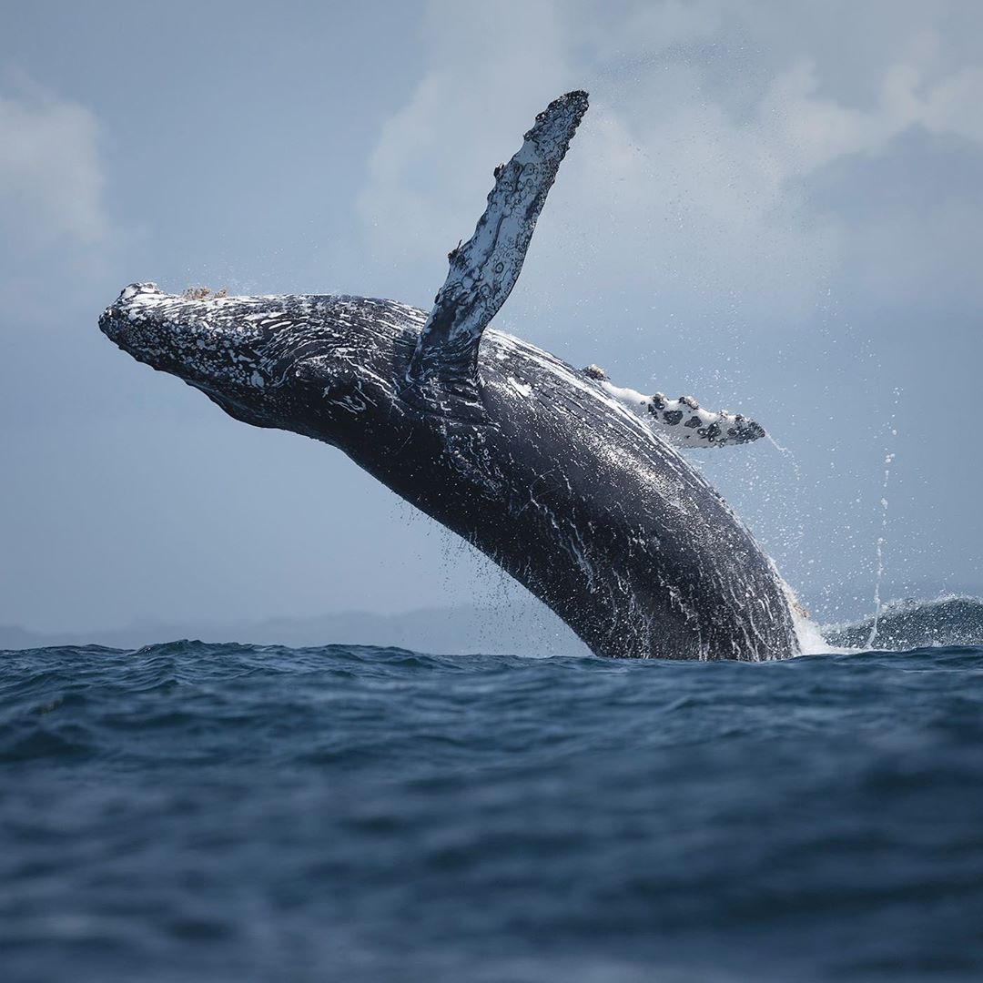 Whale_Breach_Monterey_Bay.jpeg