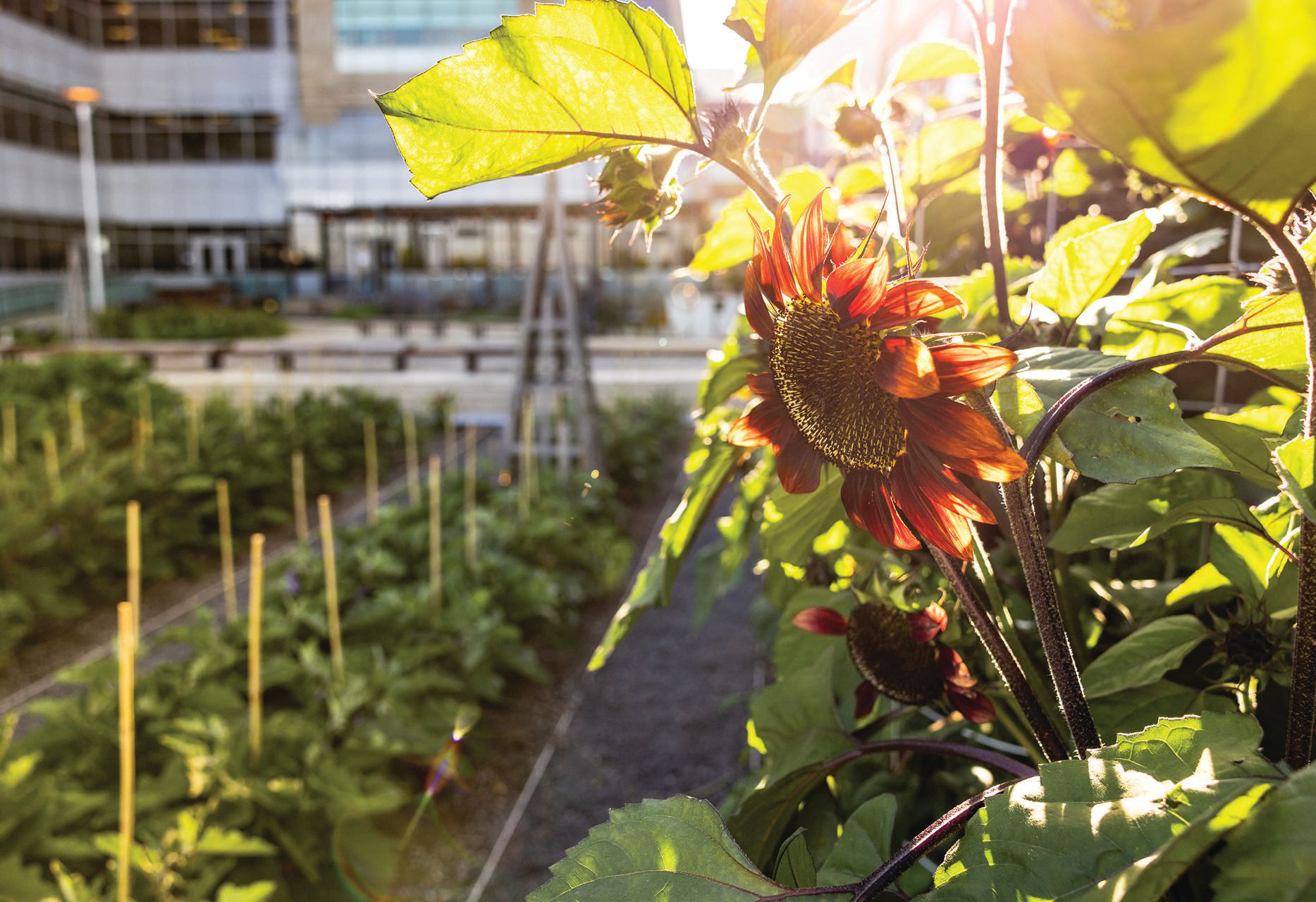 Sunflowers are also part of the Stem Kitchen garden, another option for backyard curations. PHOTO BY ERIN KUNKEL