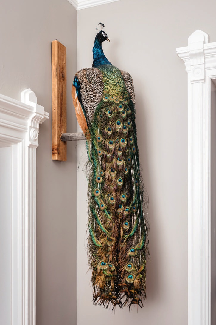 Interior designer Holly Kopman incorporated her client’s own stuffed peacock into the dining room decor PHOTOGRAPH BY CHRISTOPHER STARK