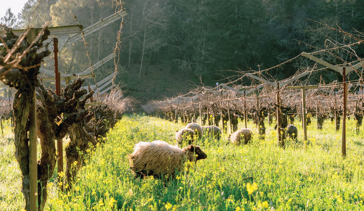Tres Sabores winery uses sheep in its green efforts. PHOTO COURTESY OF BRANDS