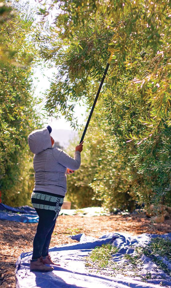 All of the olives are handpicked. PHOTO COURTESY OF PASOLIVO