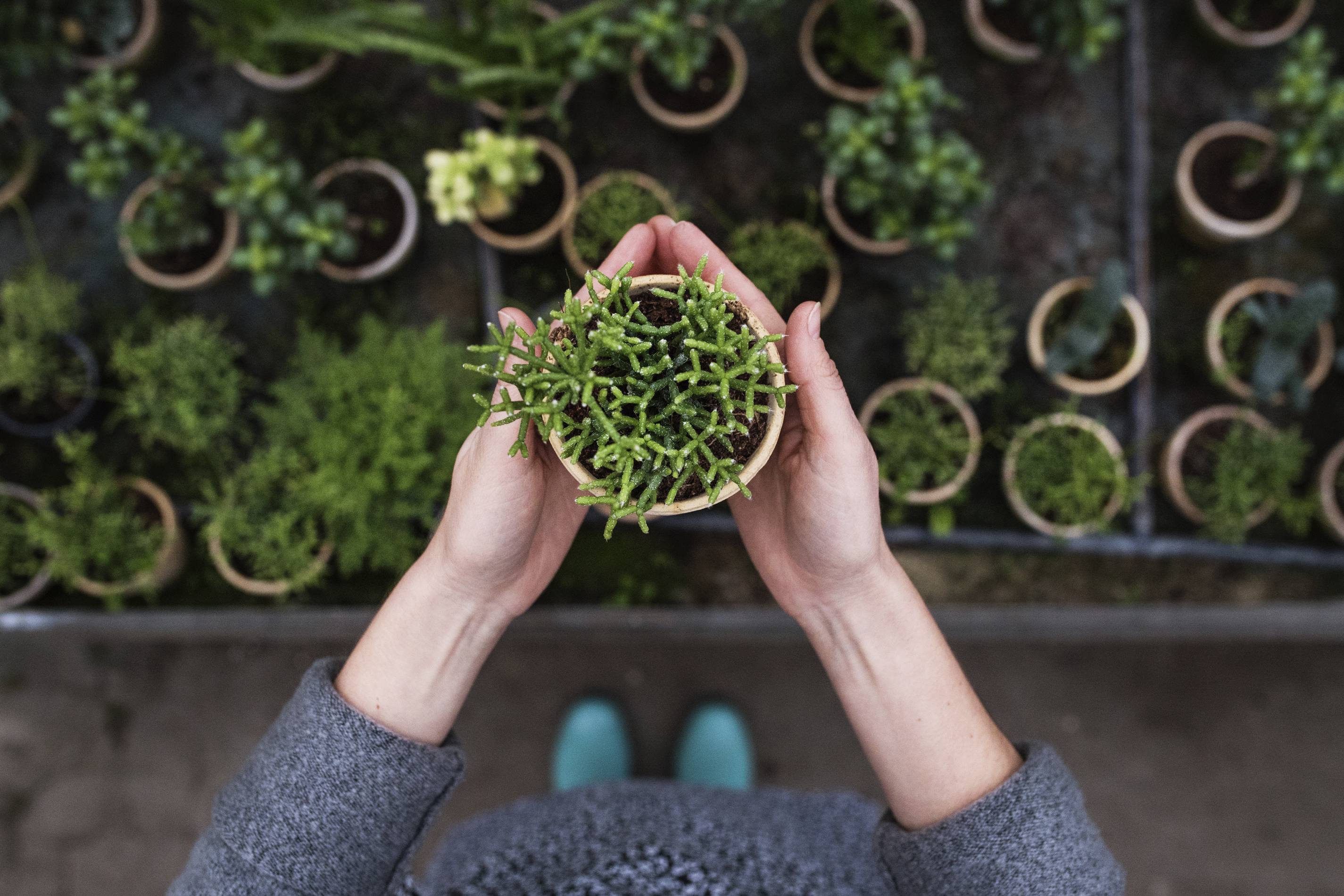 a woman holds a succulent from a plant nursery